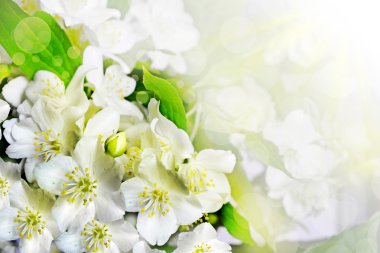 Bahar yatay, hassas Yasemin çiçekleri