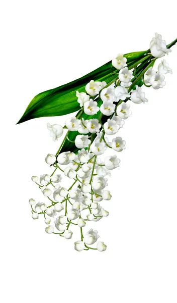 A fióktelep a völgy virágok elszigetelt fehér bac liliomok — Stock Fotó