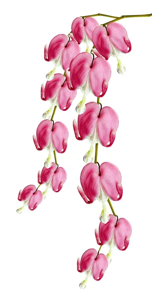 Pink bleeding heart flower — Stock Photo, Image