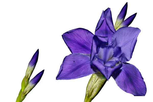 Blaue Iris Blume isoliert auf weißem Hintergrund — Stockfoto