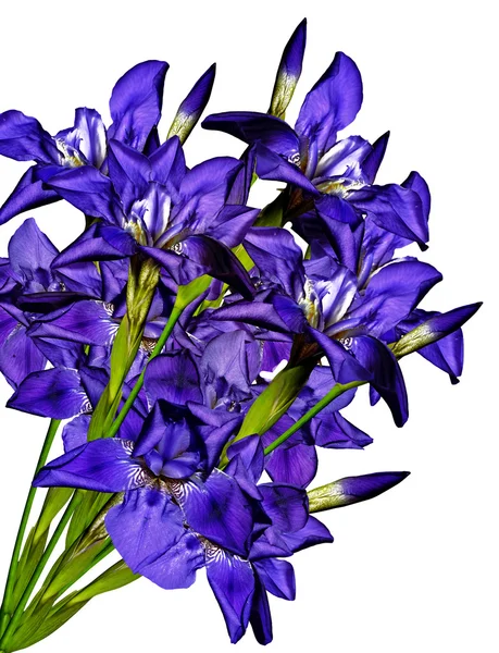 Blue flowers irises isolated on white background — Stock Photo, Image