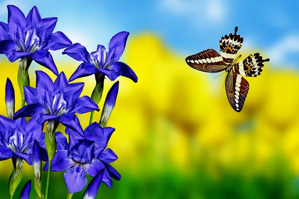 アイリスの花と蝶 — ストック写真