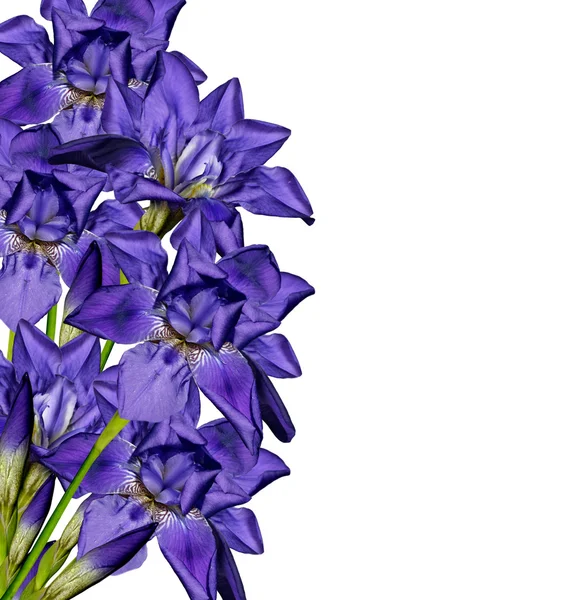 Blå irisblomst – stockfoto