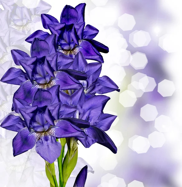 Blue iris flower — Stock Photo, Image