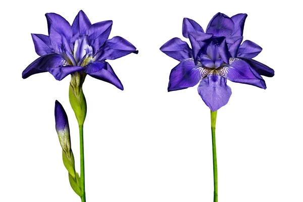 Blue iris flower isolated on white background — Stock Photo, Image