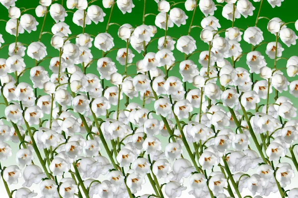 春天的花铃兰的背景 — 图库照片