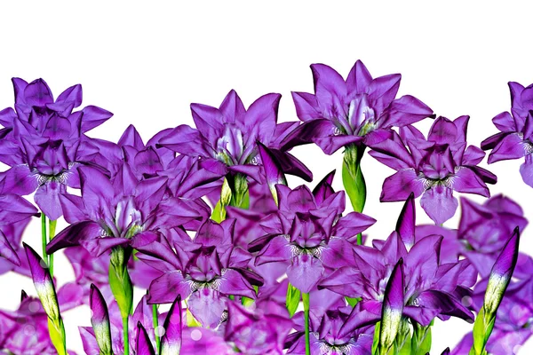 Iris blå blommor på vit bakgrund — Stockfoto