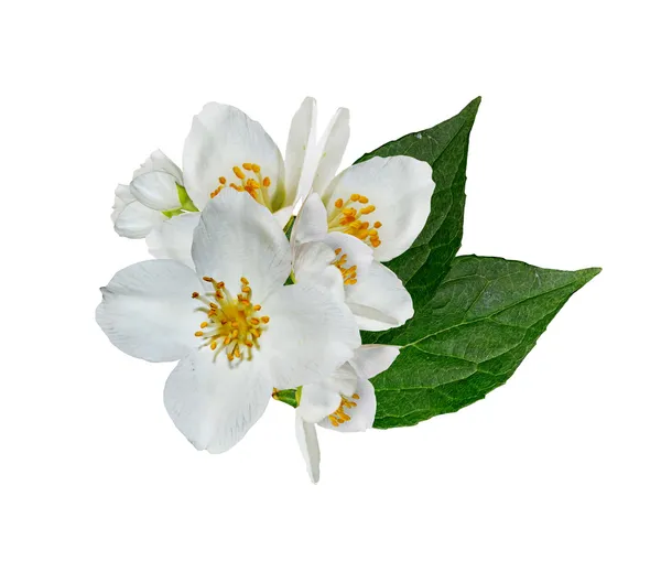 Jasmine white flower isolated on white background — Stock Image Jasmine white flower isolated on white background Stock Image