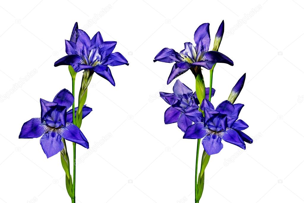 Blue flowers irises isolated on white background