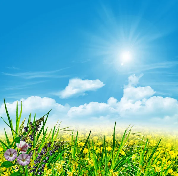 Krajobraz lato z pola kwiatów na tle niebieskiego nieba — Zdjęcie stockowe