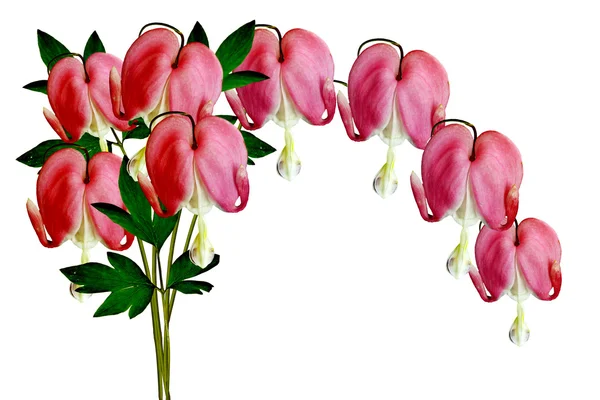 Pink Bleeding Heart (Lamprocapnos Spectabilis) Flowers on White — Stock Photo, Image