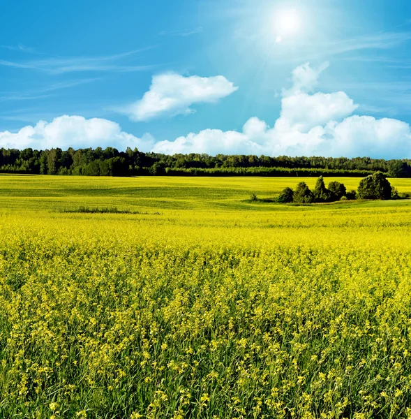 Αγριογογγύλης ή/και κίτρινο πεδίο και το μπλε του ουρανού, ένα όμορφο ανοιξιάτικο τοπίο — Φωτογραφία Αρχείου