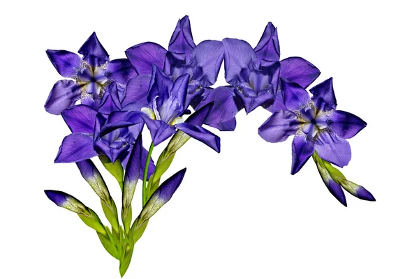 Fiori di iris blu isolati su sfondo bianco — Foto Stock