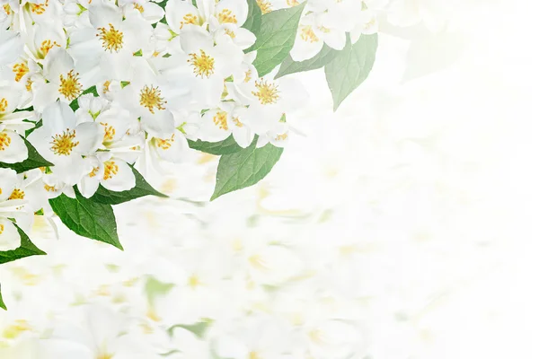 Bakgrund av blommor jasmin — Stockfoto