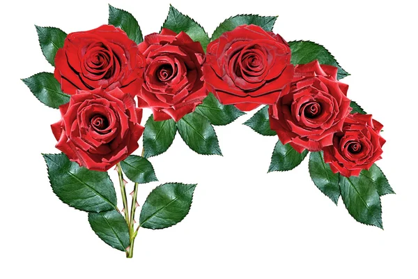 Rode rozen geïsoleerd op witte achtergrond — Stockfoto