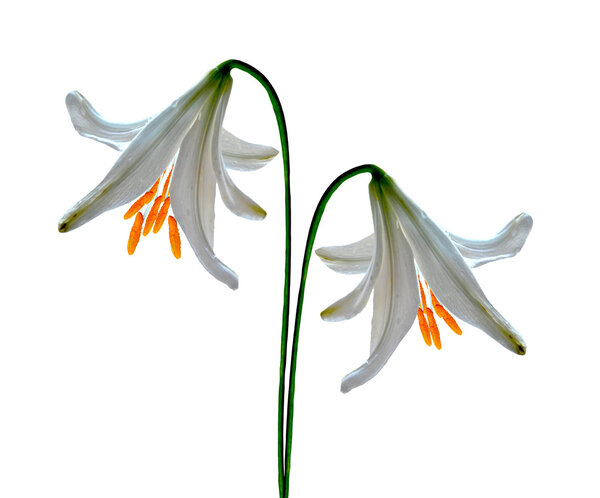 lily flowers isolated on white background