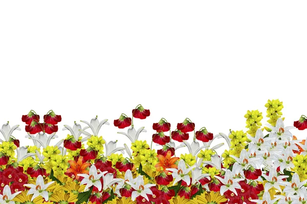 Blommor isolerade på vit bakgrund — Stockfoto