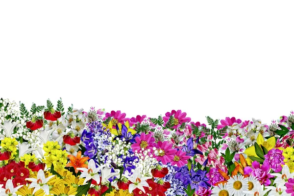 Цветы изолированы на белом фоне — стоковое фото