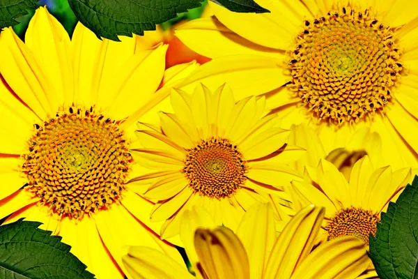 夏天风景与黄色的花朵 — Φωτογραφία Αρχείου