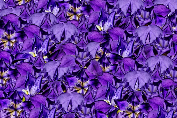 Fondo floral abstracto de flores iris — Foto de Stock