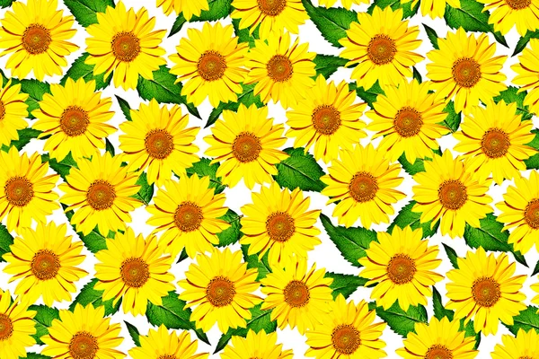 Fiori gialli di girasoli isolati su sfondo bianco — Foto Stock