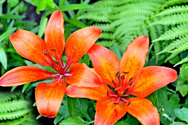 Sommerlandschaft aus Lilienblüten und Farnen — Stockfoto