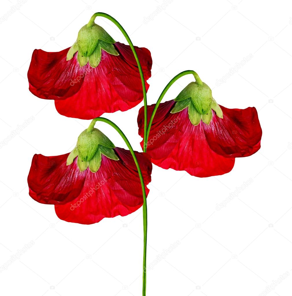 Mallow flowers isolated on white background