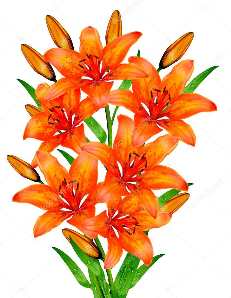alenalihacheva