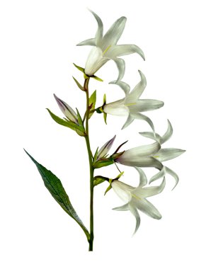 Beyaz arkaplanda izole edilmiş çan çiçeği