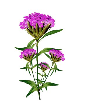 Beyaz arka plan üzerinde izole şube karanfil çiçek