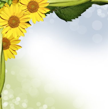 Beyaz Zambak güzel ve narin paterni