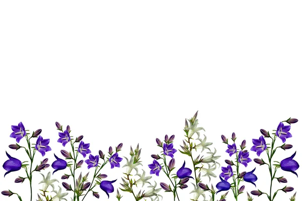 Cloches de fleurs isolées sur fond blanc — Photo