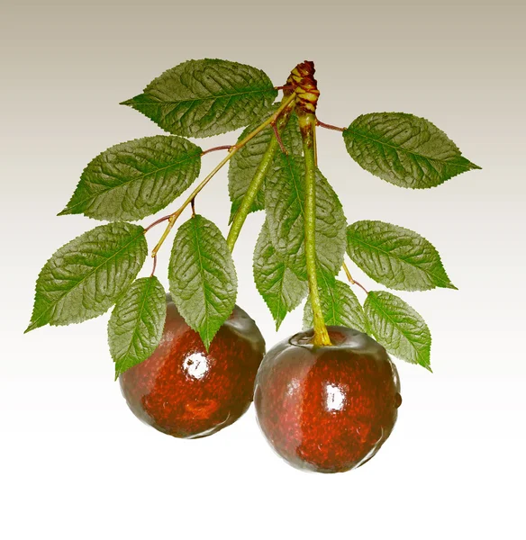 Branch cherry bessen geïsoleerd op witte achtergrond — Stockfoto