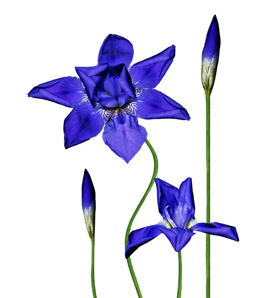 Blauwe irisbloem geïsoleerd op witte achtergrond — Stockfoto