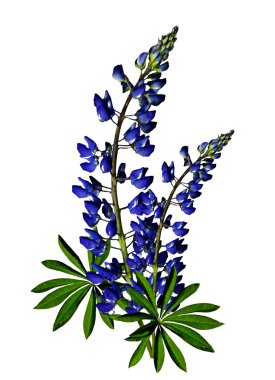 beyaz arka planda izole edilmiş lupin çiçekleri
