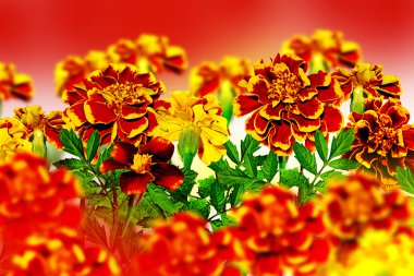 Marigold çiçek