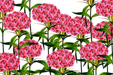 Beyaz arka plan üzerinde izole şube karanfil çiçek