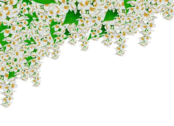 Жасминовый белый цветок на белом фоне — стоковое фото