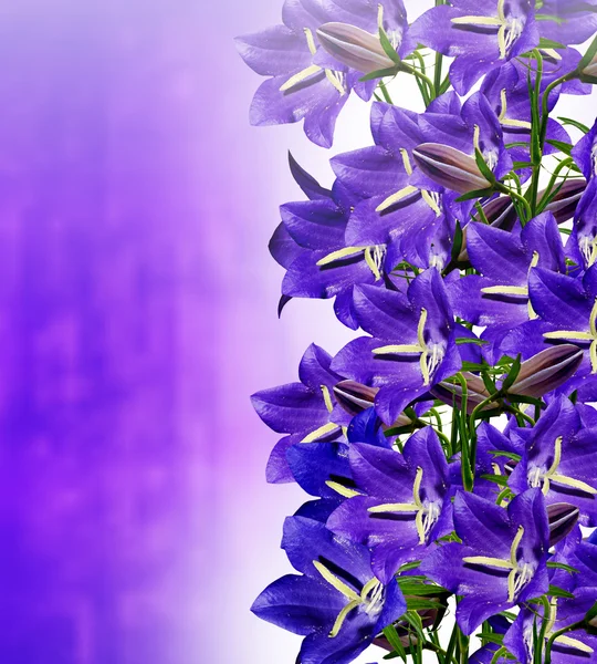 Flores campanas azules — Foto de Stock