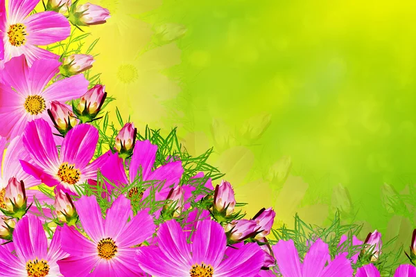 Paesaggio estivo con rami di fiori del cosmo — Foto Stock