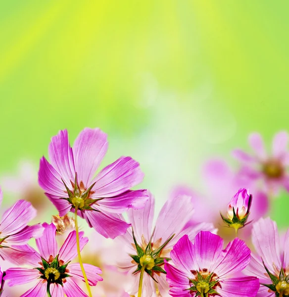 Paesaggio estivo con rami di fiori del cosmo — Foto Stock