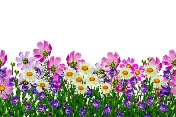 Field daisy flowers and bells isolated on white background — Stock Photo, Image