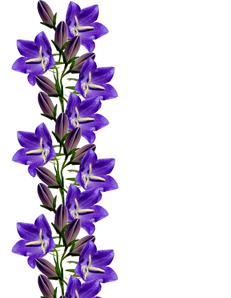 Pattern of wild flowers bluebells — Stock Photo, Image