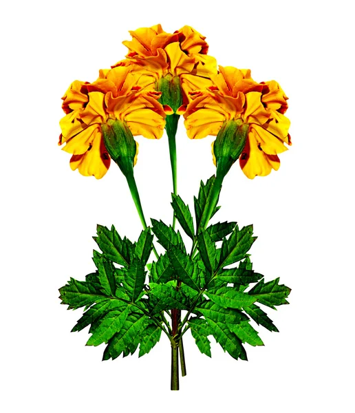 Marigold flowers isolated on white background — Stock Photo, Image