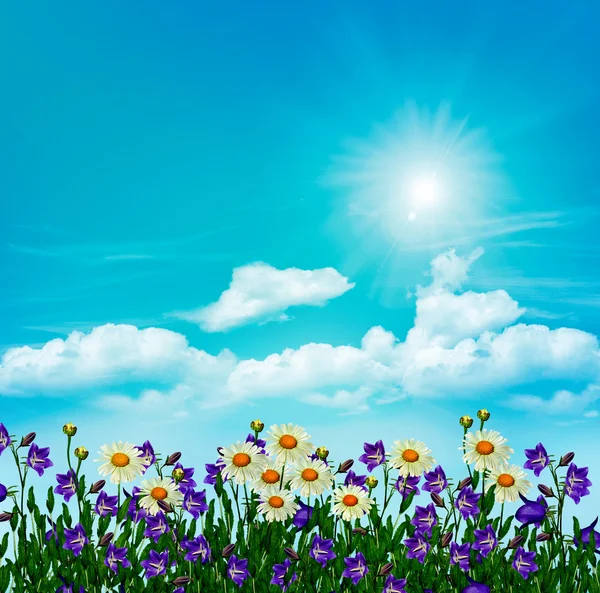 Daisy kukkia ja kelloja taustalla sininen taivas pilvet — kuvapankkivalokuva