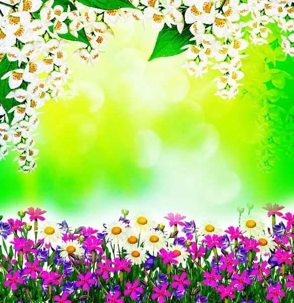 Feld Gänseblümchen Blumen und Glocken isoliert auf weißem Hintergrund — Stockfoto