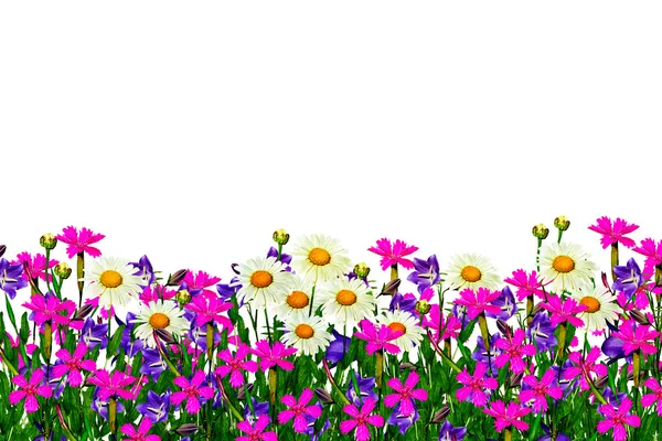 Pole kwiaty daisy i dzwony na białym tle — Zdjęcie stockowe