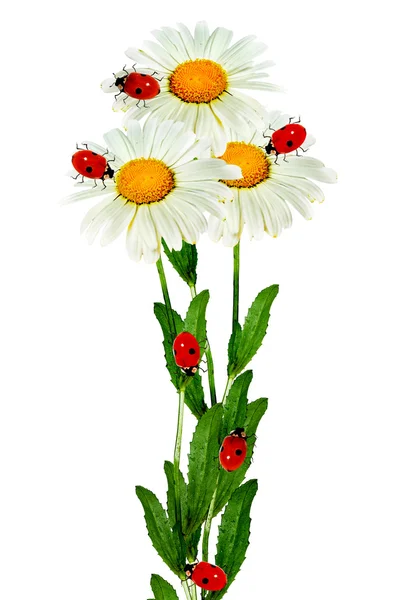 Daisies summer white flower isolated on white background — Stock Photo, Image