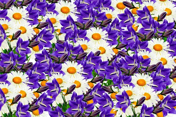 Feldblumen und Glocken — Stockfoto