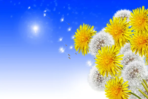 Landscape dandelion flower — Stock Photo, Image